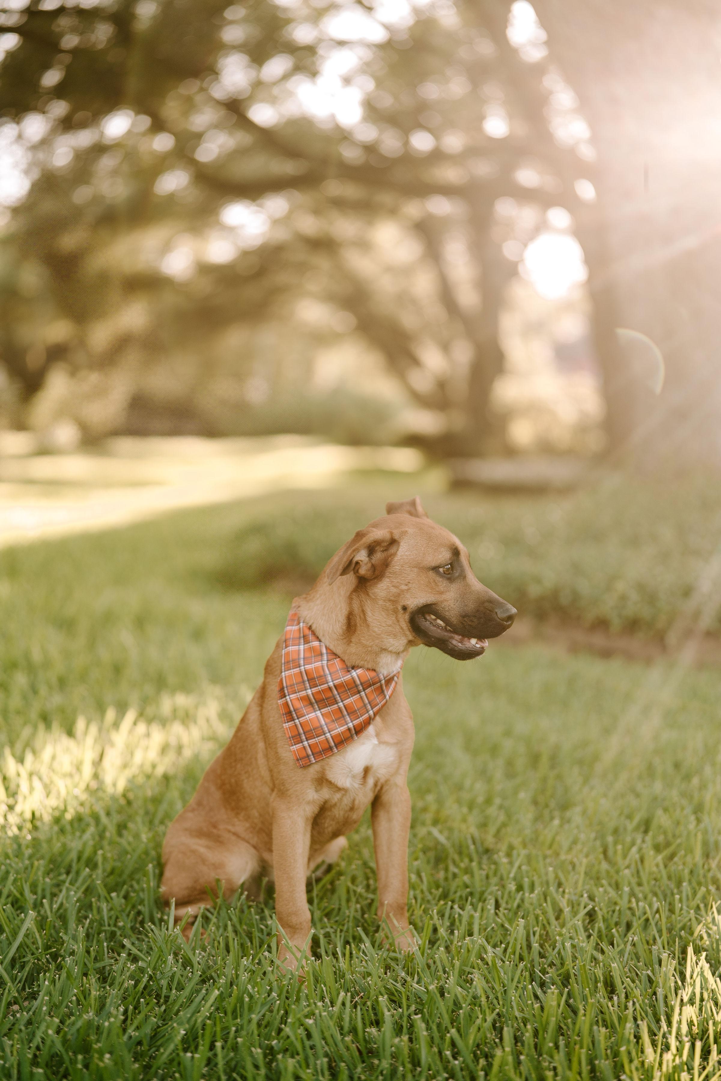 Liam, an adoptable Labrador Retriever in Vineyard, UT, 84058 | Photo Image 3