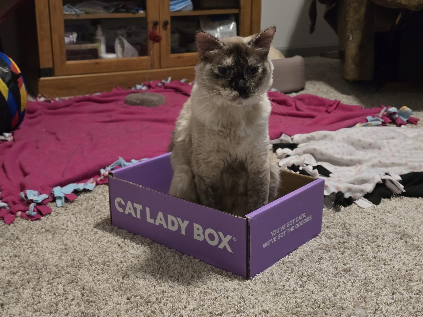 Enlarge Darla, a ADOPTABLE mixed breed in Rochester, WA image 4/4