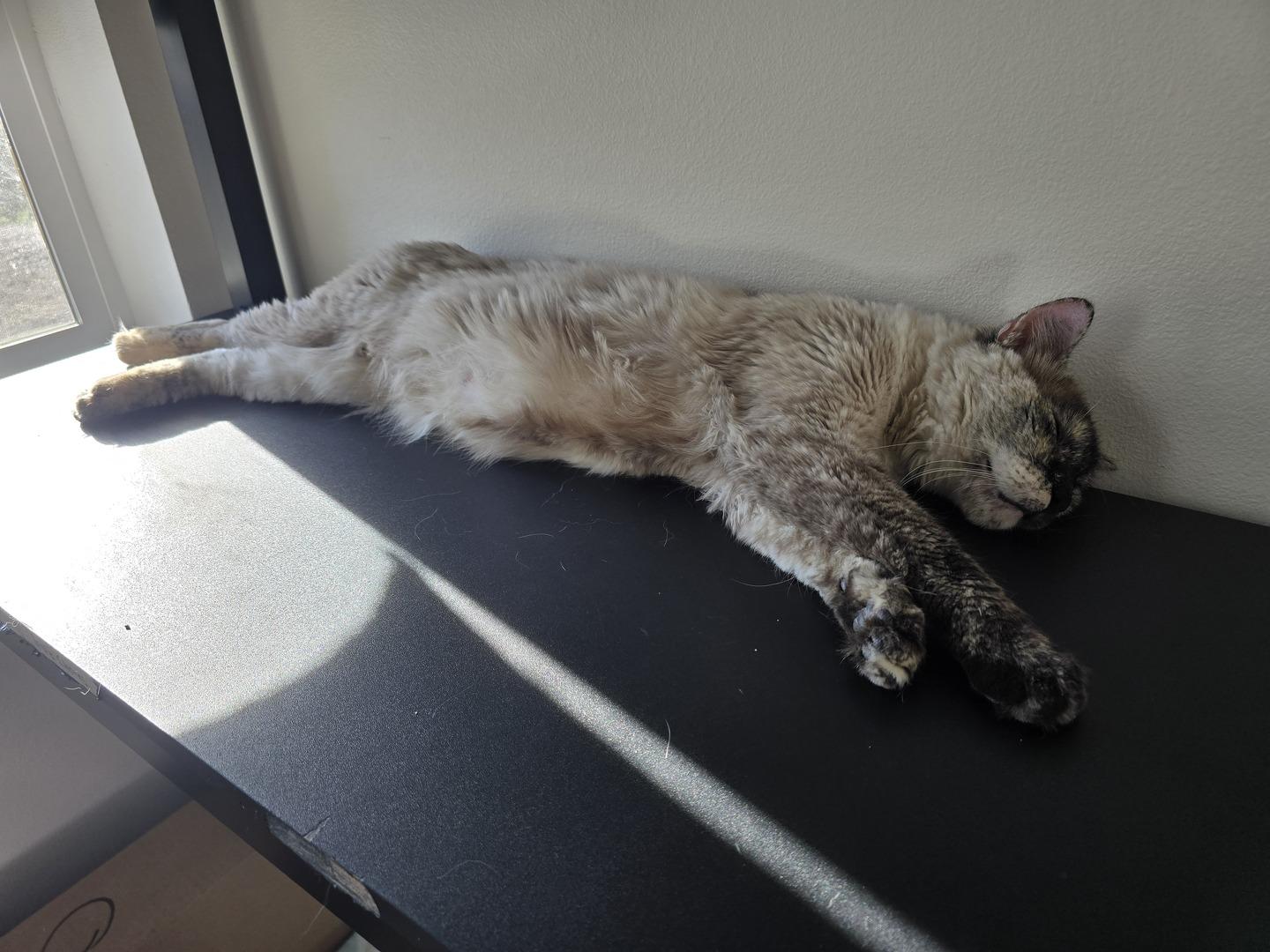 Enlarge Darla, a ADOPTABLE mixed breed in Rochester, WA image 2/4