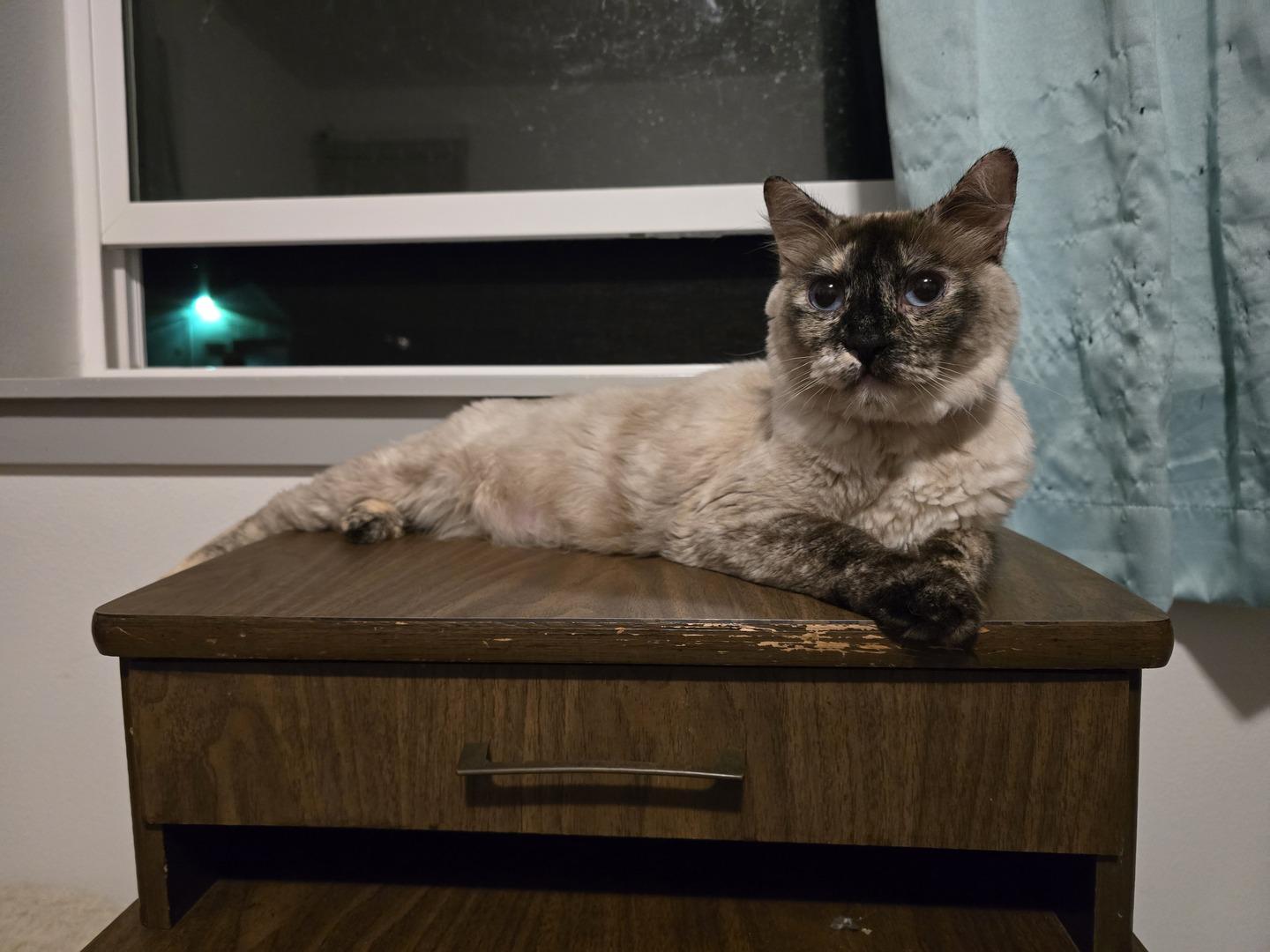 Darla, ADOPTABLE, Young Female Domestic Short Hair & Siamese.