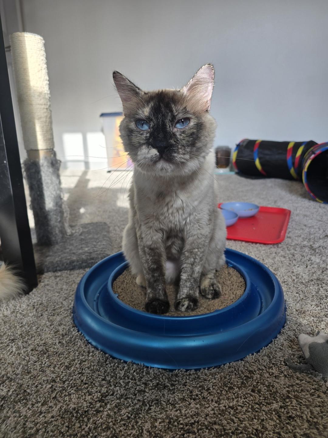 Enlarge Darla, a ADOPTABLE mixed breed in Rochester, WA image 3/4