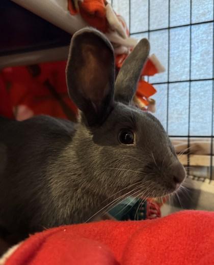 Clover, ADOPTABLE, Young Female Bunny Rabbit.
