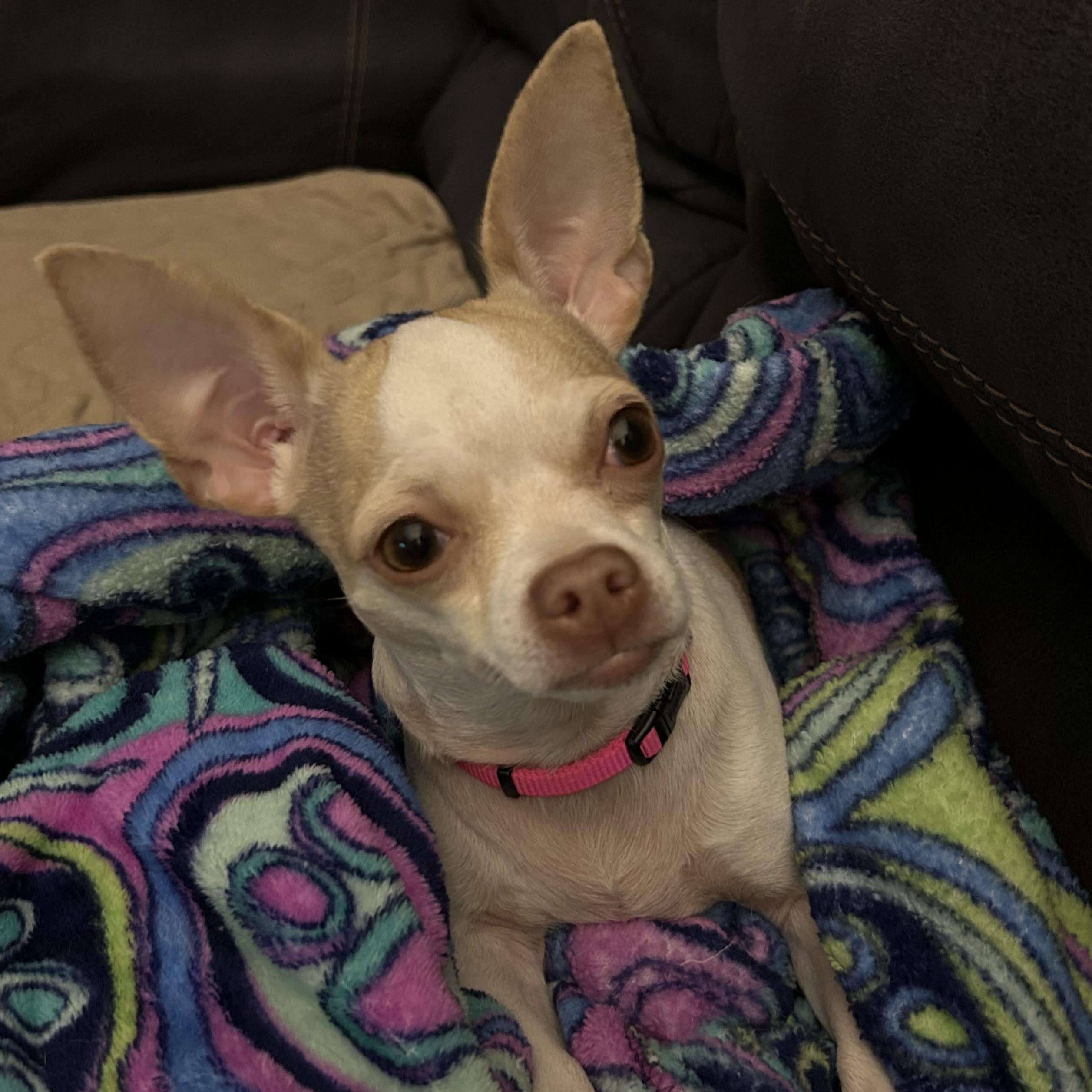 Honey, adopted, Adult Female Chihuahua.