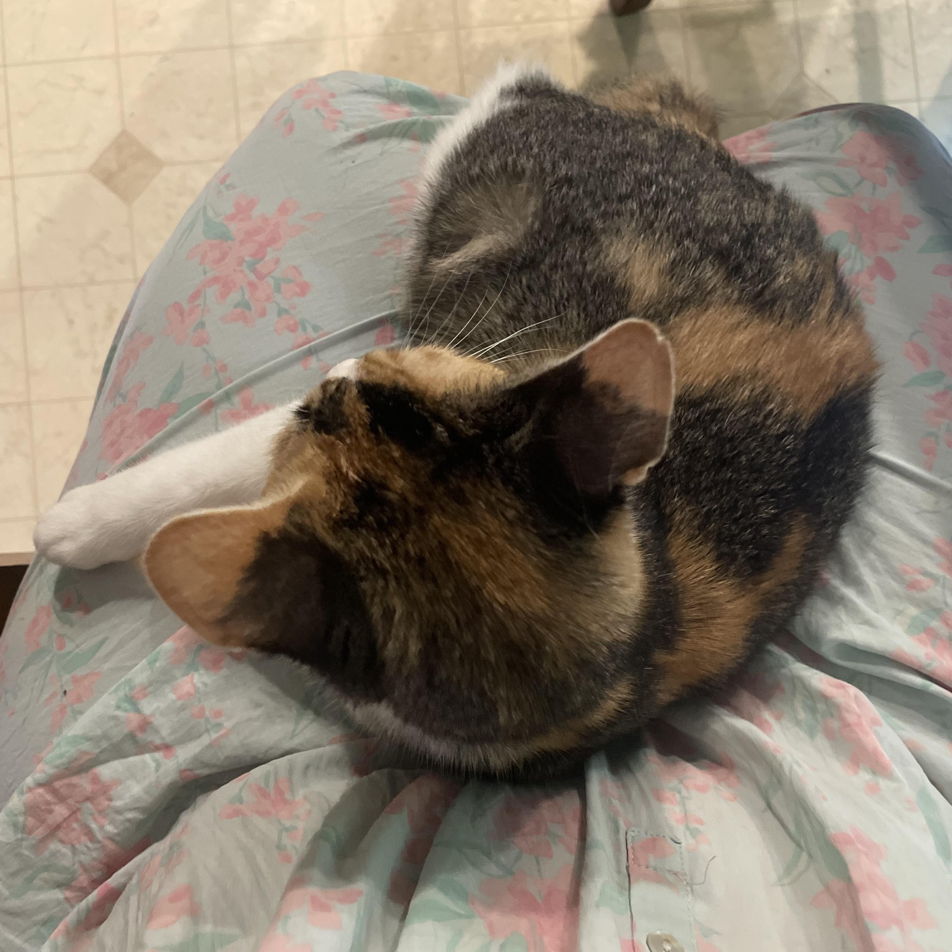 Enlarge Petal, a ADOPTABLE Torbie in Oswego, NY image 3/4