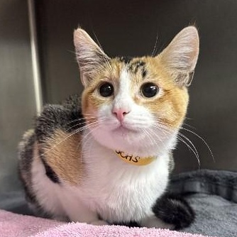 Enlarge Petal, a ADOPTABLE Torbie in Oswego, NY image 1/4