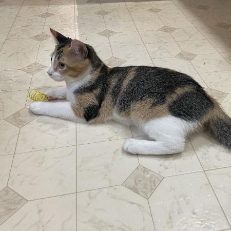 Enlarge Petal, a ADOPTABLE Torbie in Oswego, NY image 4/4