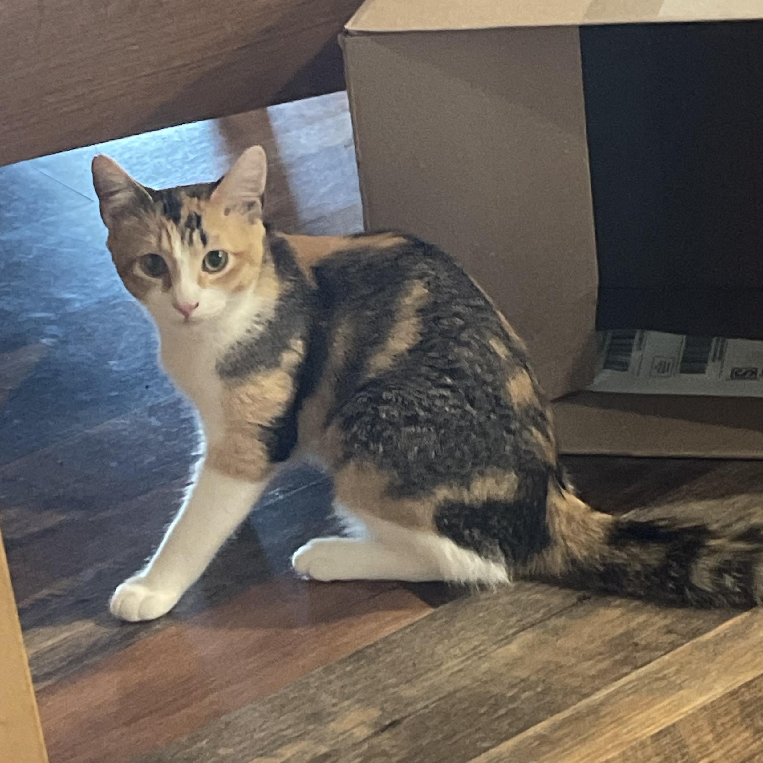 Enlarge Petal, a ADOPTABLE Torbie in Oswego, NY image 2/4