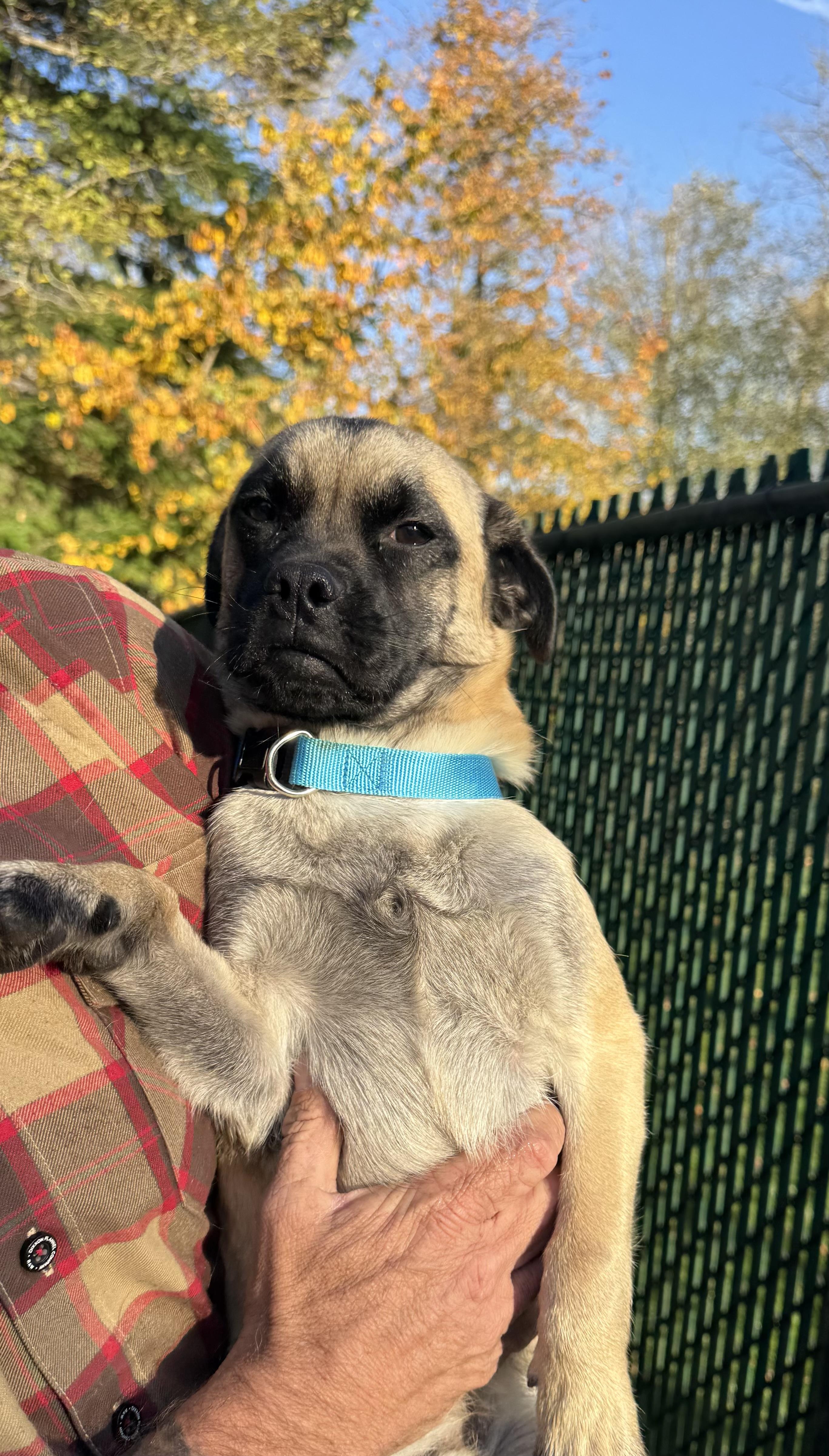 Frankie, a Adoptable mixed breed in Rialto, CA image 1/3
