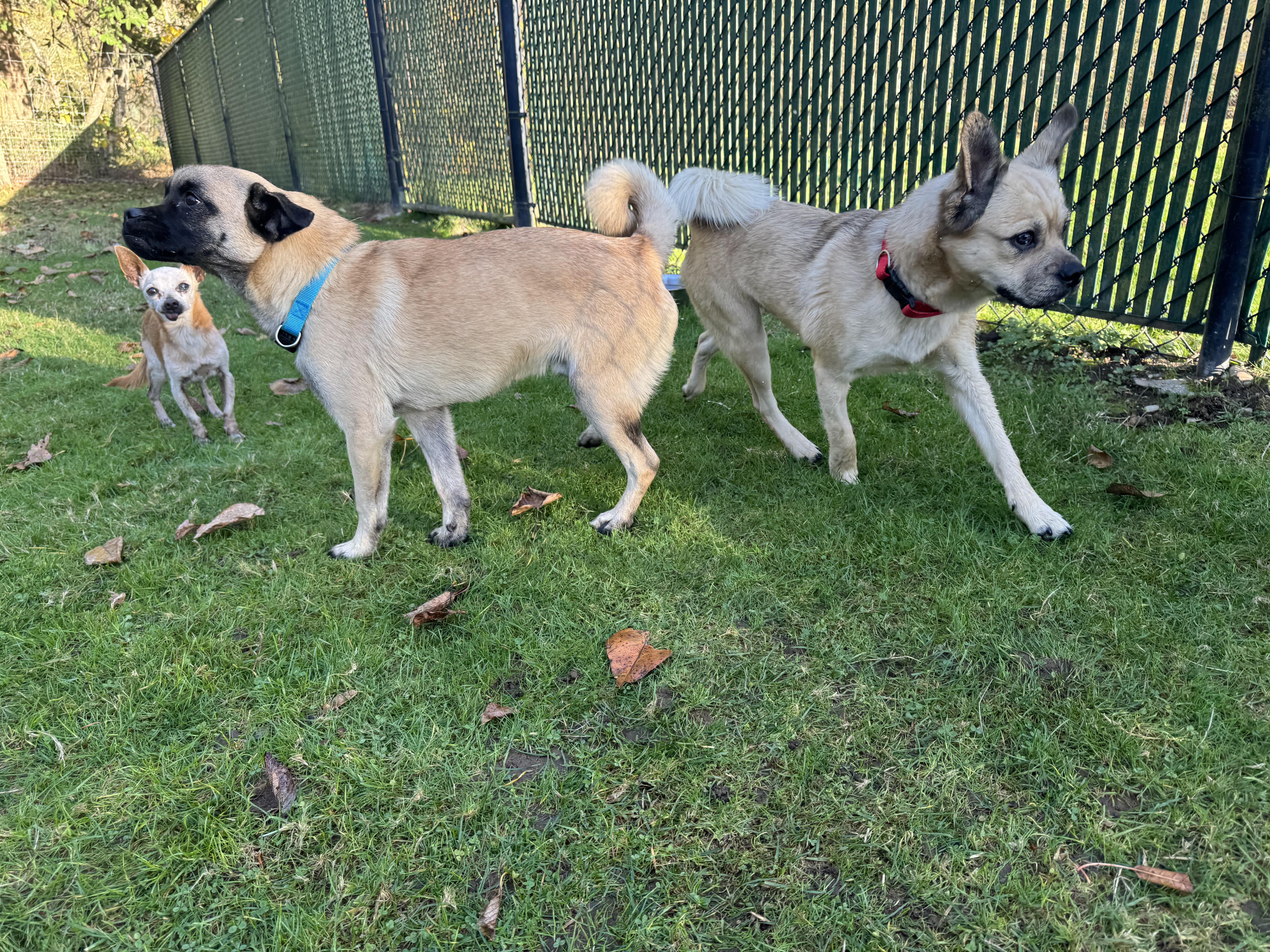 Frankie, a Adoptable mixed breed in Rialto, CA image 2/3