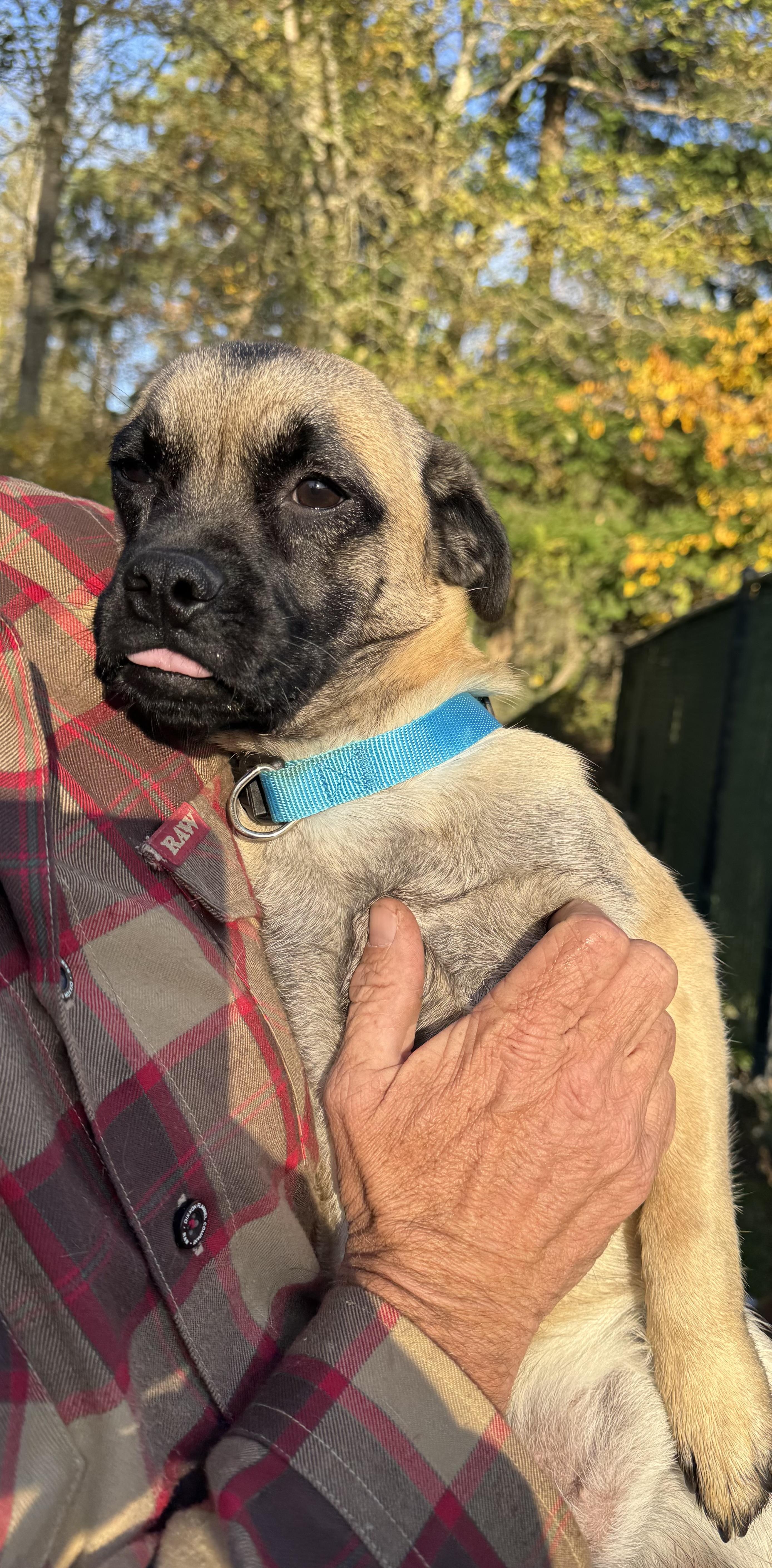 Frankie, a Adoptable mixed breed in Rialto, CA image 3/3