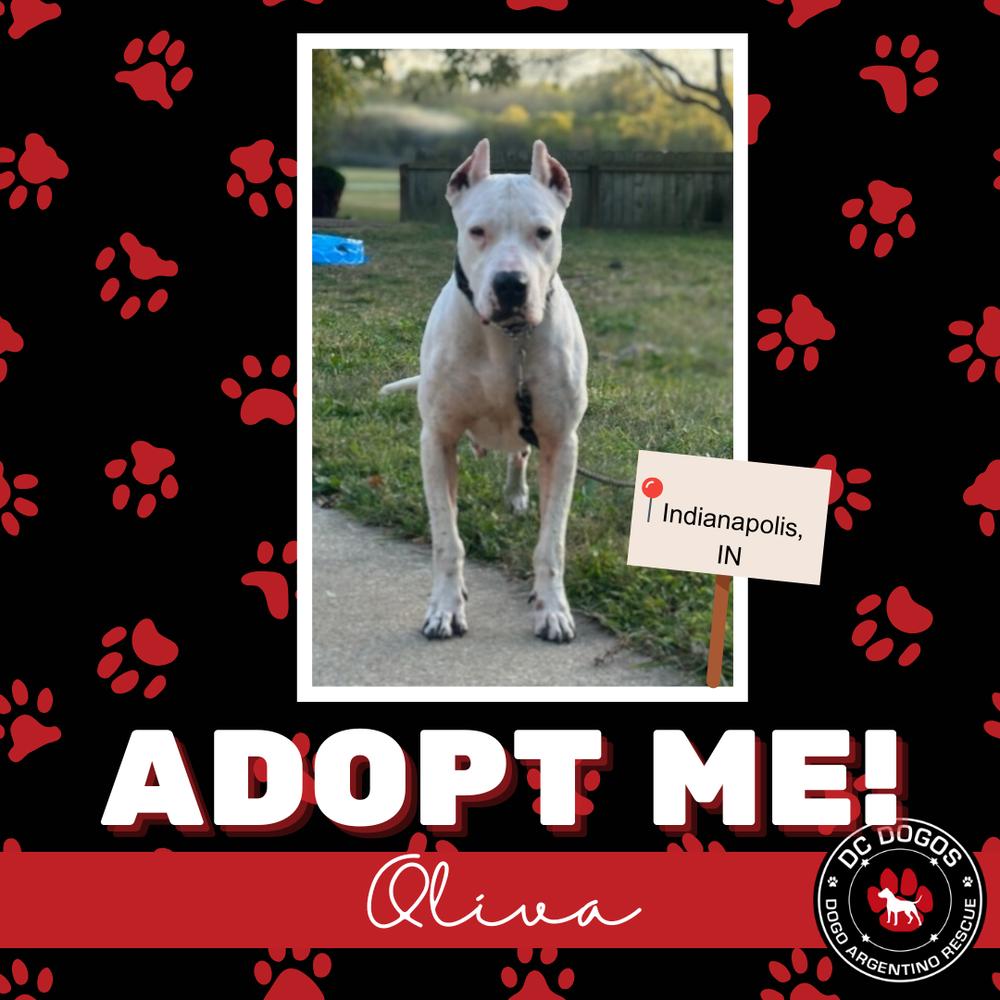 Olivia, ADOPTABLE, Adult Female Dogo Argentino.