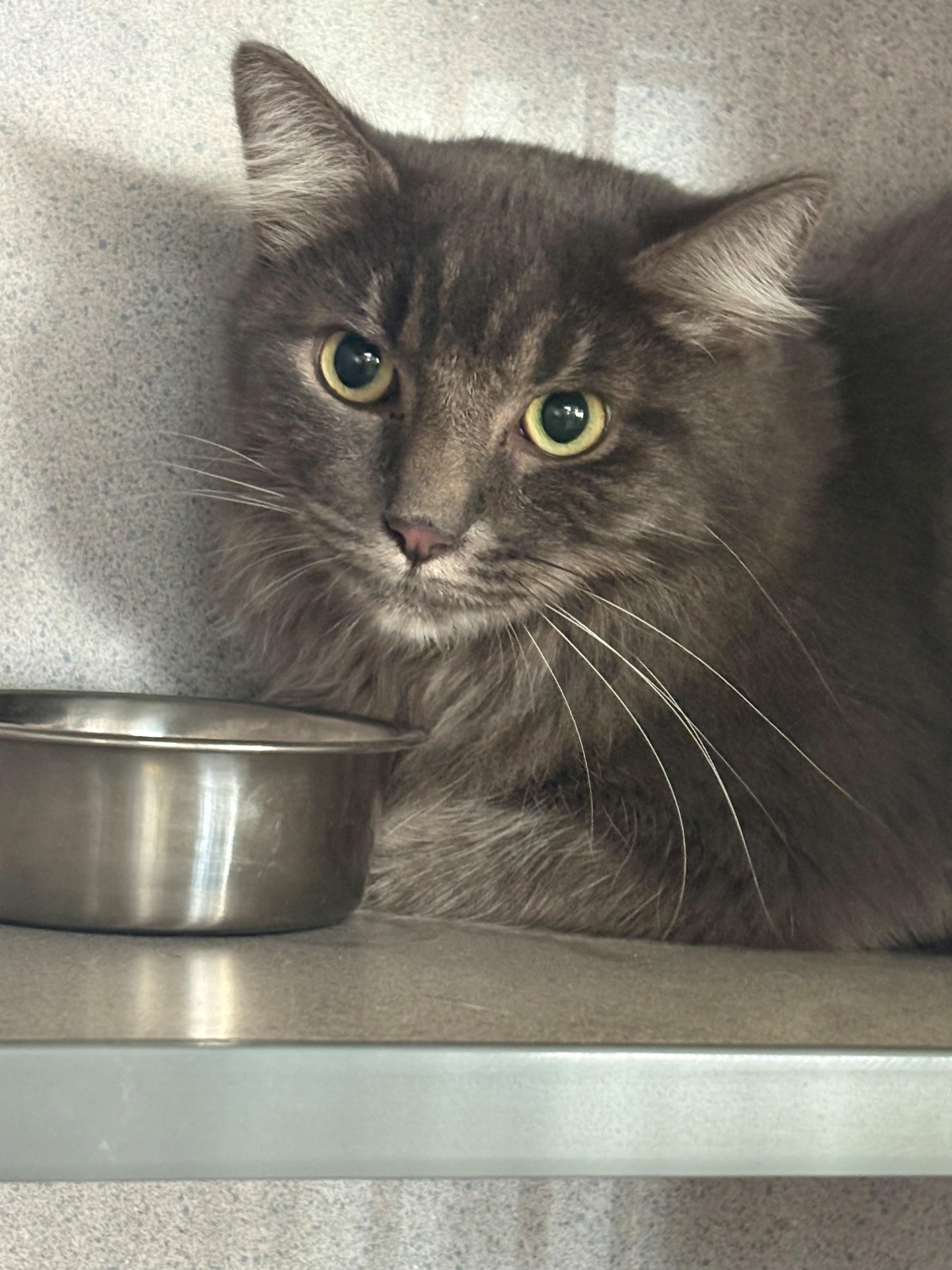 Ezra, Adoptable, Adult Male Domestic Medium Hair.