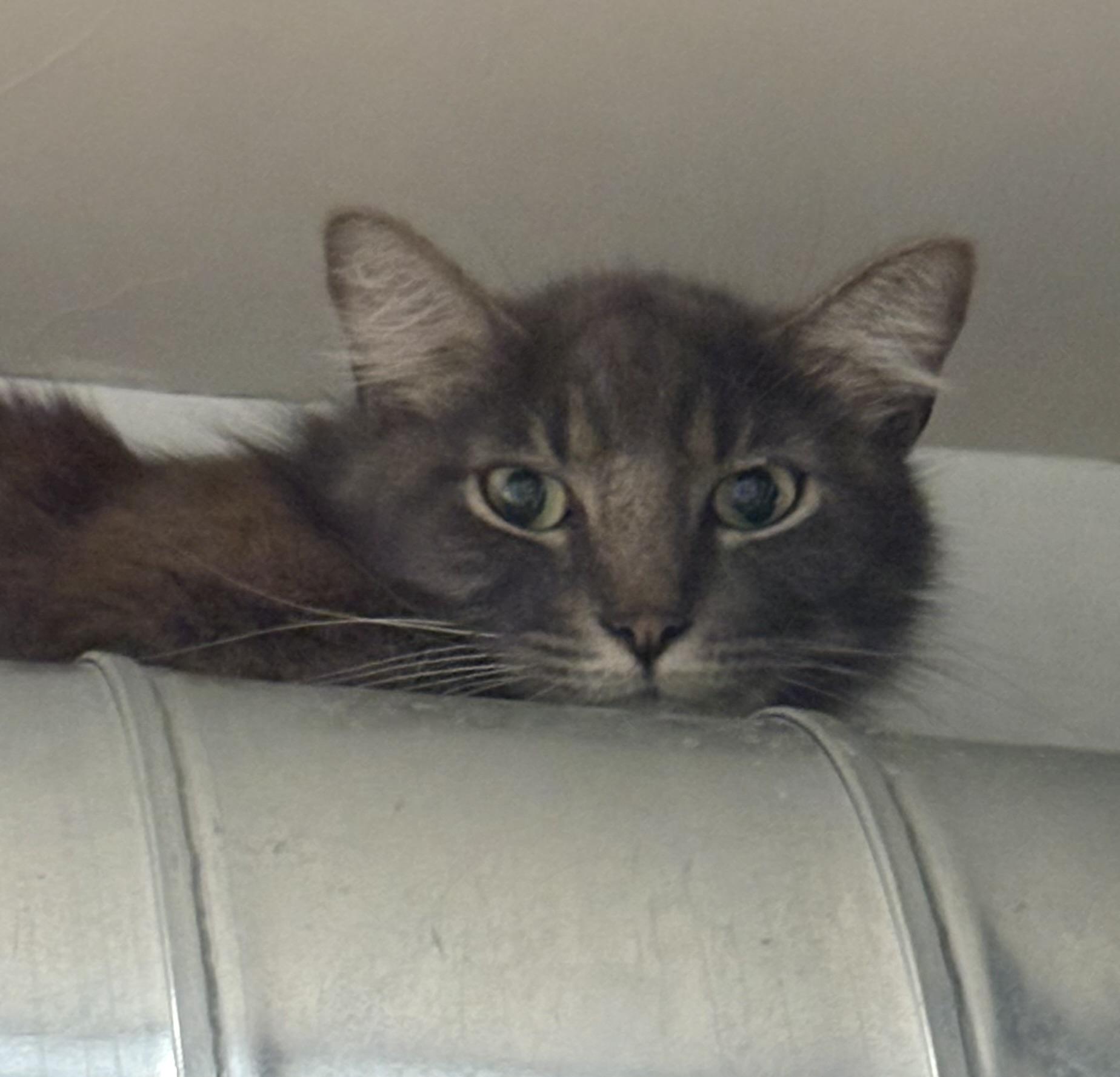 Ezra, a ADOPTABLE Domestic Medium Hair in Grass Valley, CA image 2/2