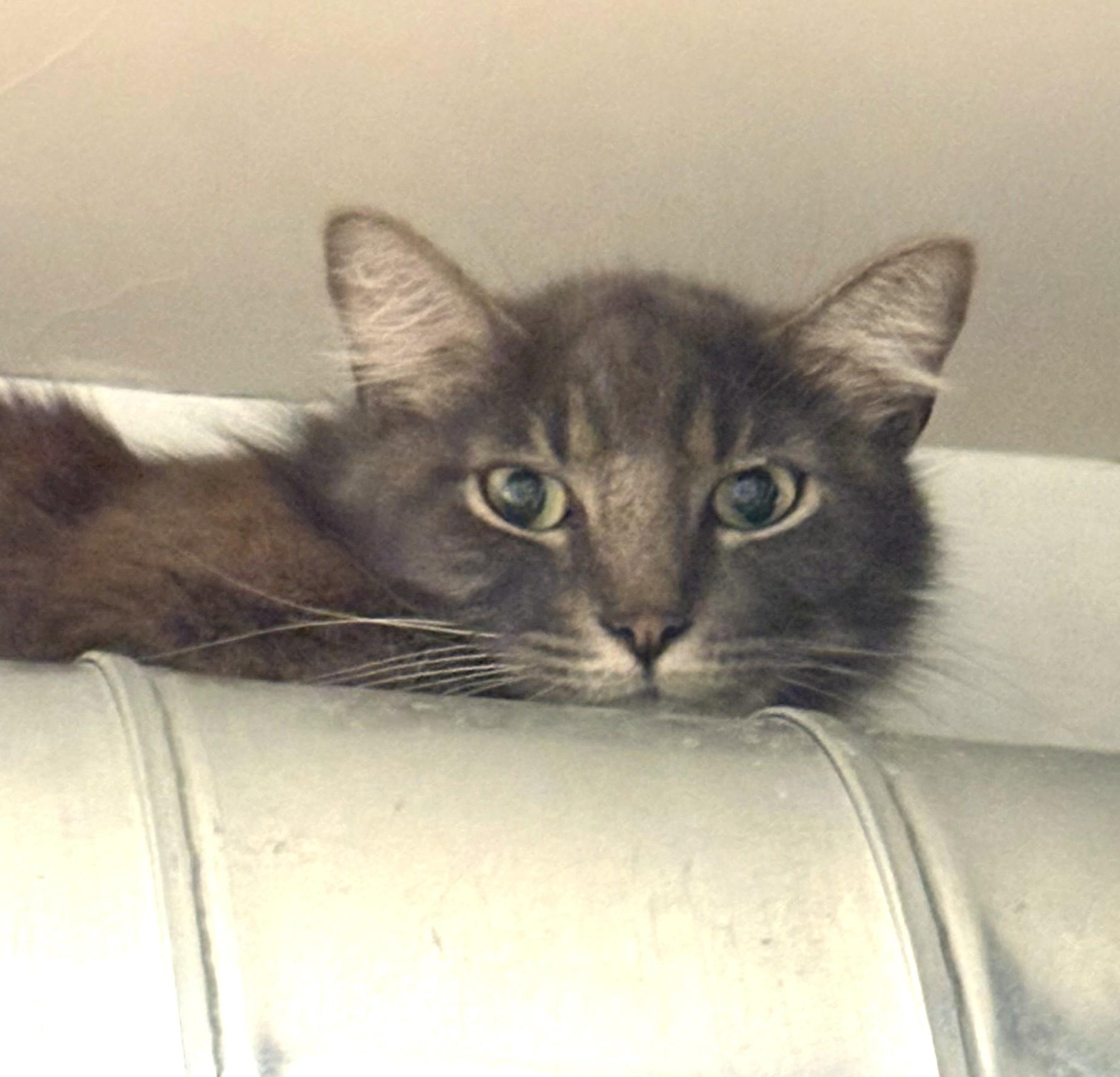 Ezra, ADOPTABLE, Adult Male Domestic Medium Hair.