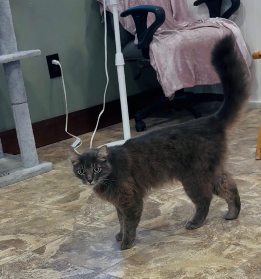 Ezra, ADOPTABLE, Adult Male Domestic Medium Hair.