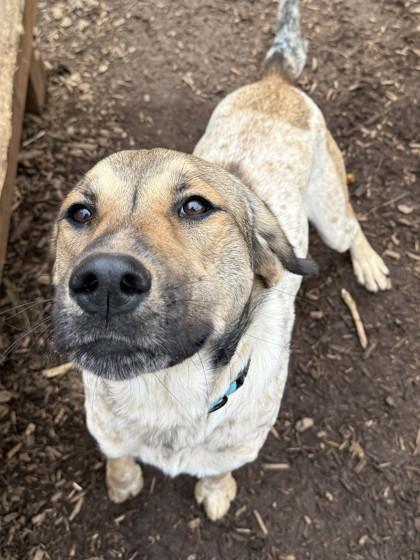 Yoohoo, Adoptable, Puppy Female Hound & Mixed Breed.