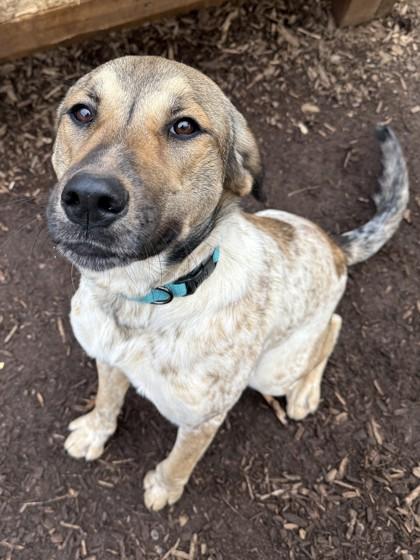 Yoohoo, Adoptable, Puppy Female Hound & Mixed Breed.