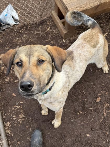 Enlarge Yoohoo, a Adoptable mixed breed in Cumming, GA image 2/3