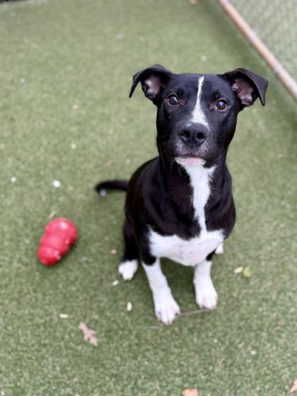 Robo, Adoptable, Young Male Labrador Retriever & Mixed Breed.