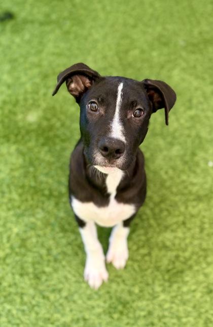 Enlarge Robo, a Adoptable mixed breed in Picayune, MS image 2/3