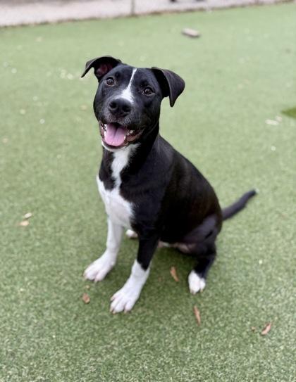 Enlarge Robo, a Adoptable mixed breed in Picayune, MS image 3/3