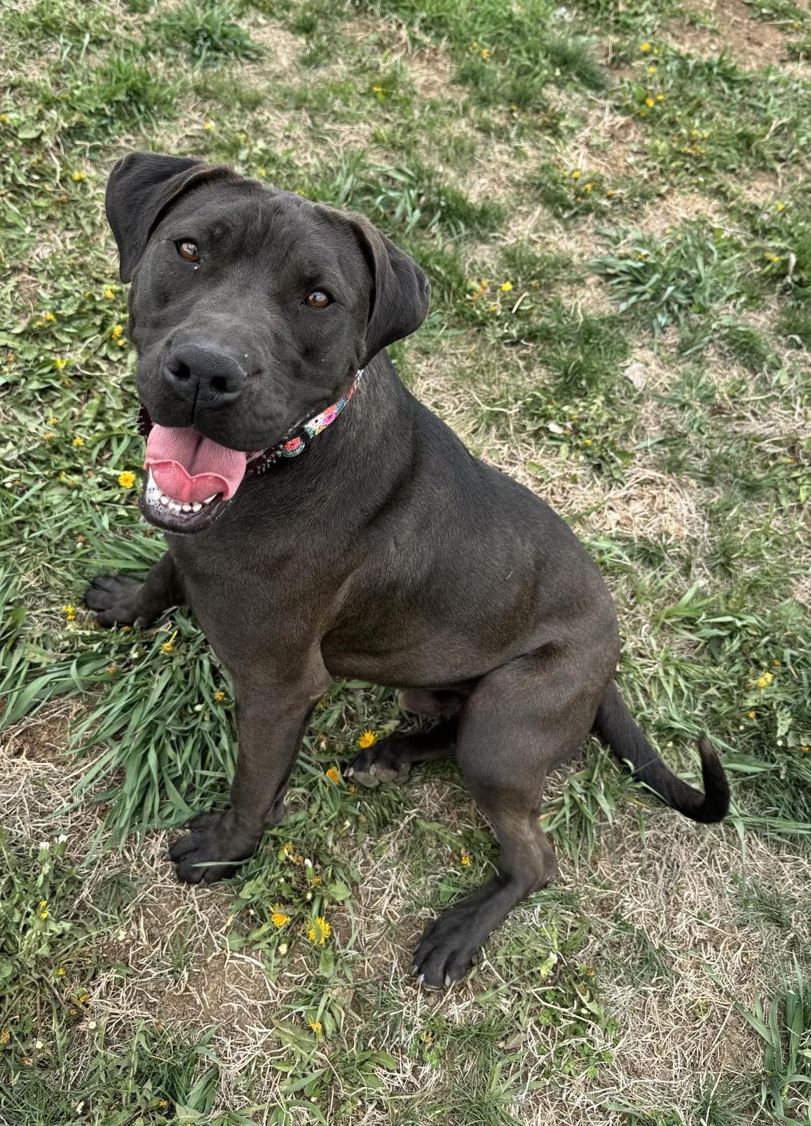 Enlarge Damon, a Adoptable Mixed Breed in Auburn, NE image 2/4