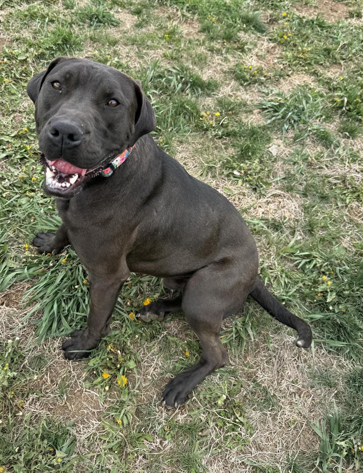 Enlarge Damon, a Adoptable Mixed Breed in Auburn, NE image 3/4
