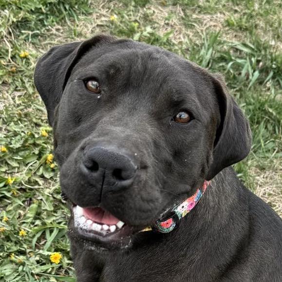 Enlarge Damon, a Adoptable Mixed Breed in Auburn, NE image 1/4