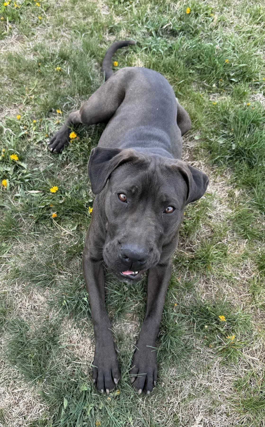 Enlarge Damon, a Adoptable Mixed Breed in Auburn, NE image 4/4