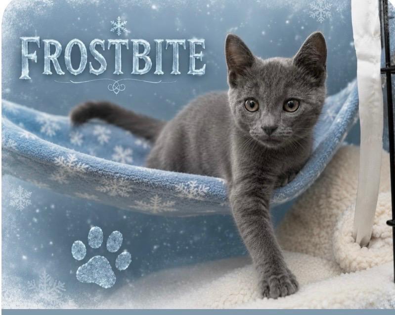 Enlarge Frostbite, a Adoptable Domestic Short Hair in Independence, OH image 1/1