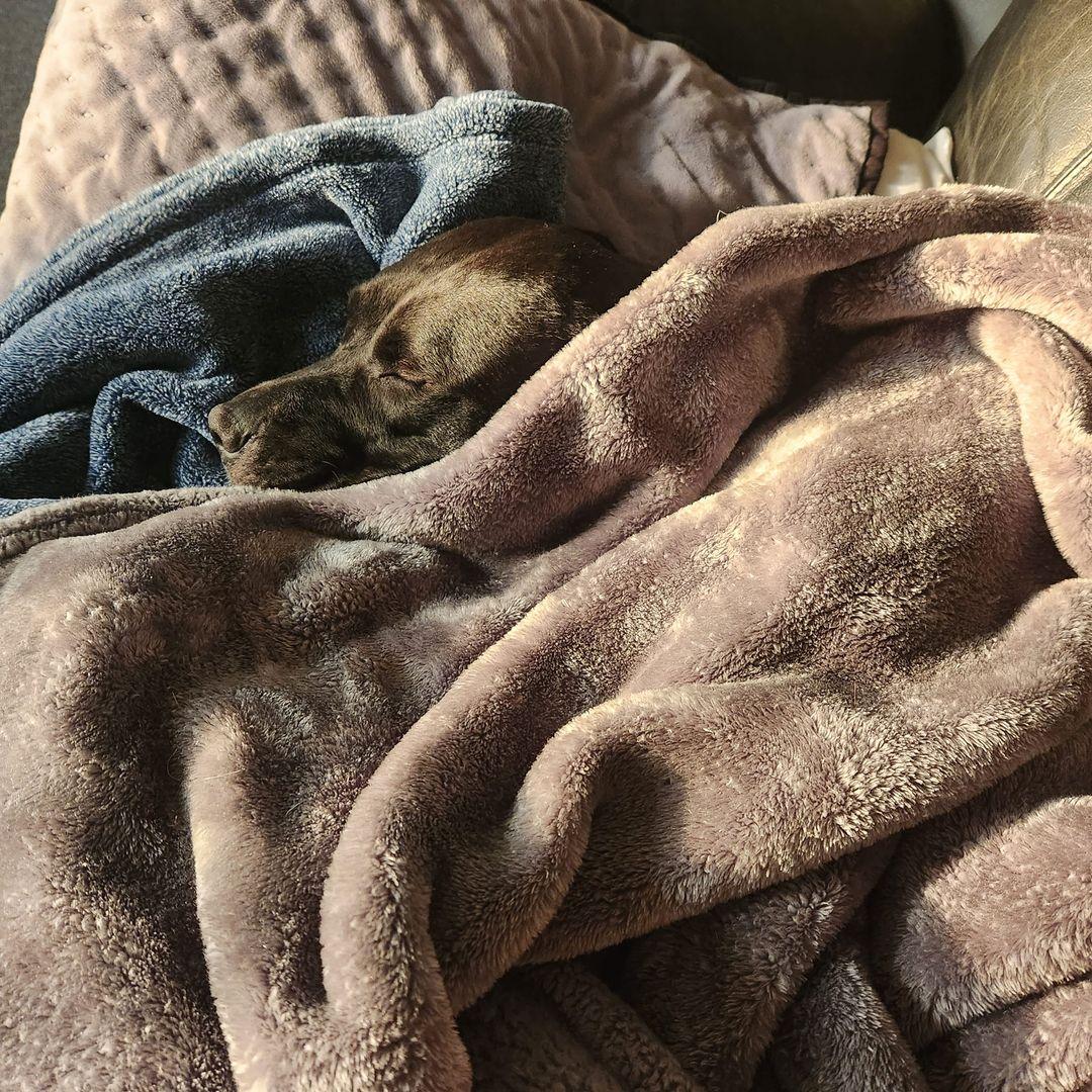 PENELOPE- Needs a foster/forever home!, a Adoptable mixed breed in Birmingham, MI image 4/6