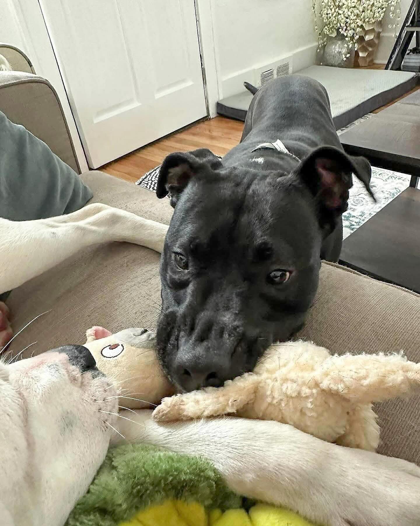 PENELOPE- Needs a foster/forever home!, Adoptable, Adult Female Labrador Retriever & Terrier.