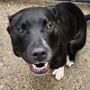 PENELOPE- Needs a foster/forever home! — thumbnail 3