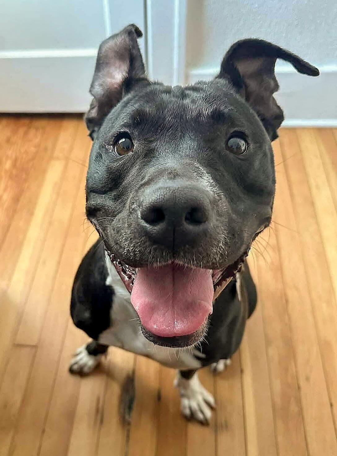 PENELOPE- Needs a foster/forever home!, an adoptable Labrador Retriever, Terrier in Birmingham, MI, 48012 | Photo Image 6