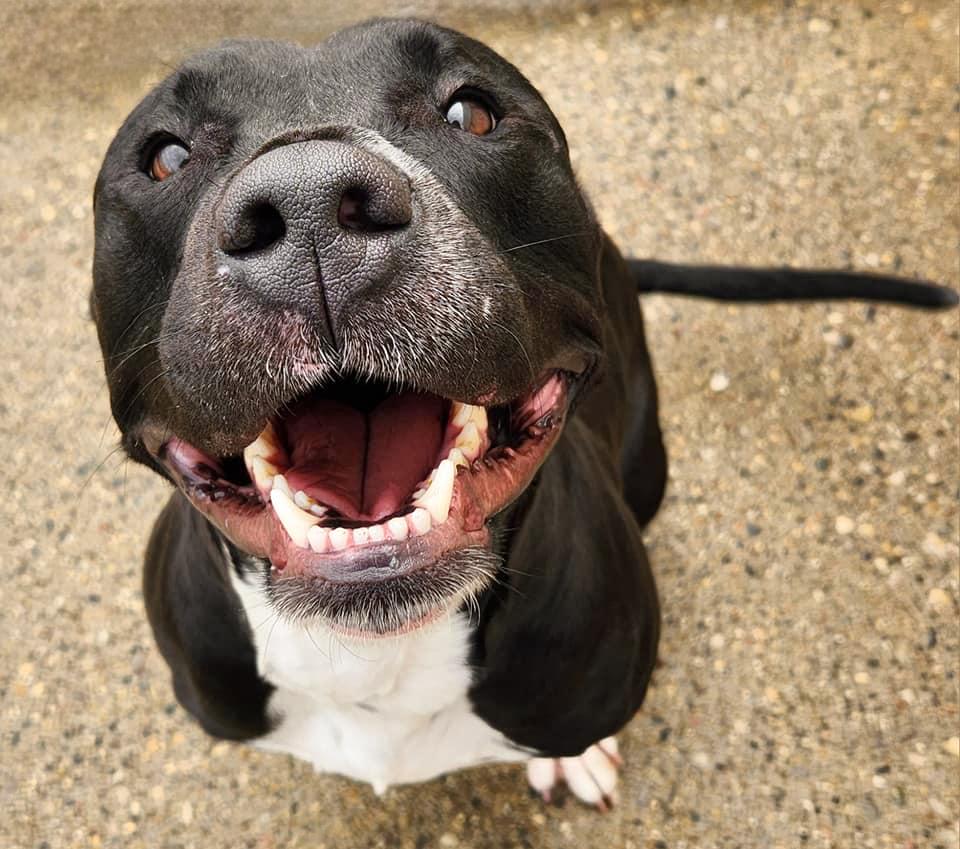 PENELOPE- Needs a foster/forever home! — thumbnail 5