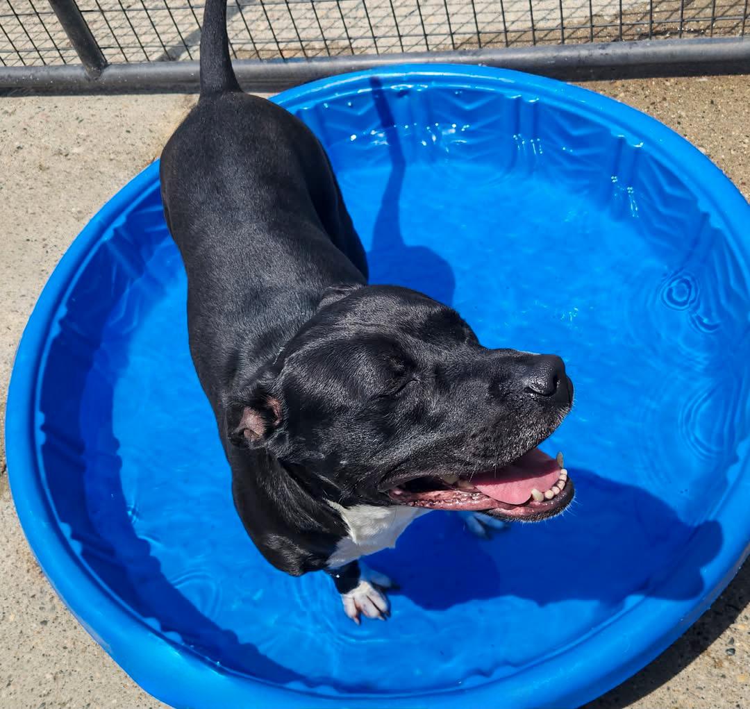 PENELOPE- Needs a foster/forever home!, an adoptable Labrador Retriever, Terrier in Birmingham, MI, 48012 | Photo Image 4