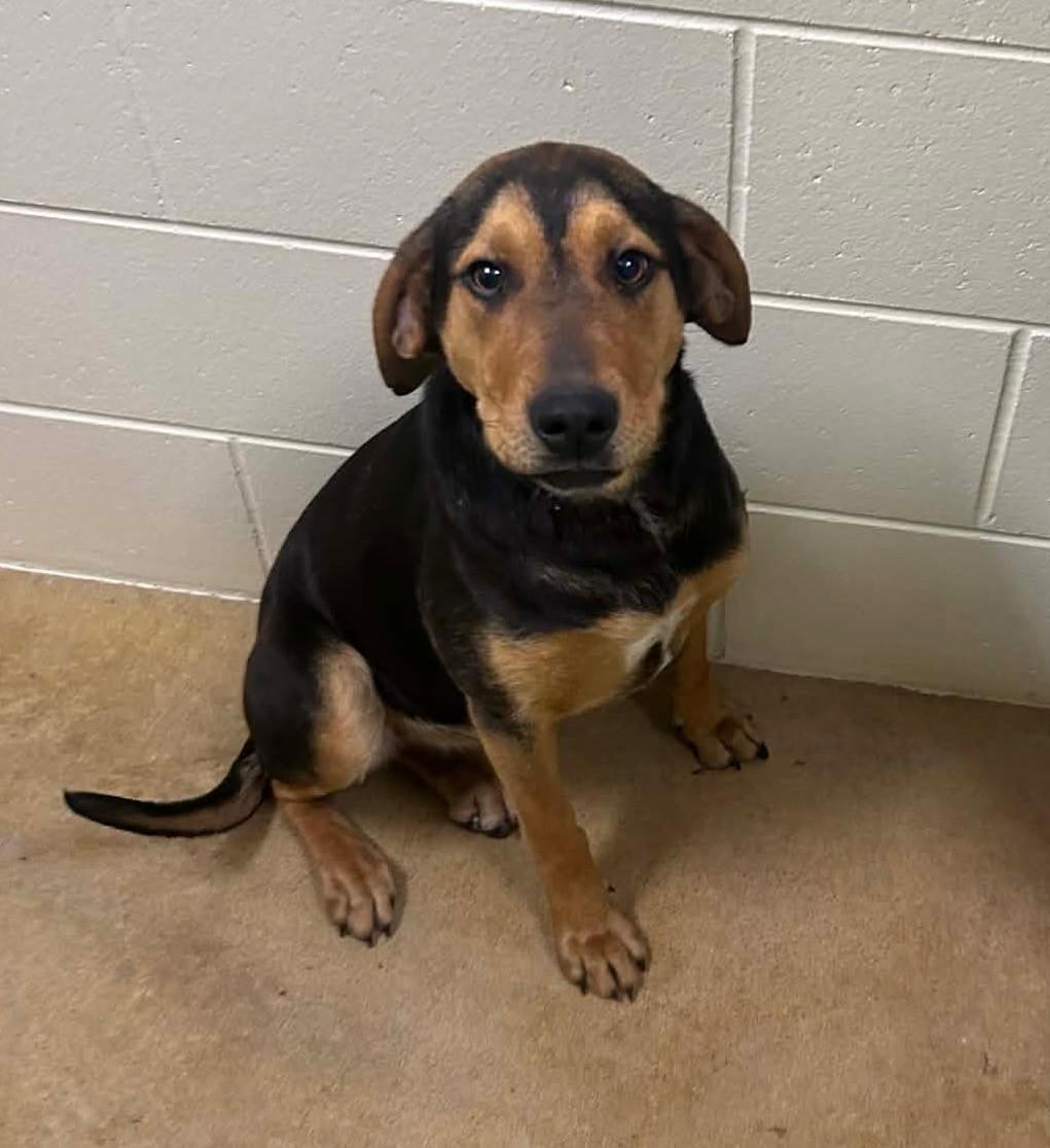 Enlarge Brownie, a ADOPTABLE Hound in Prudenville, MI image 1/1