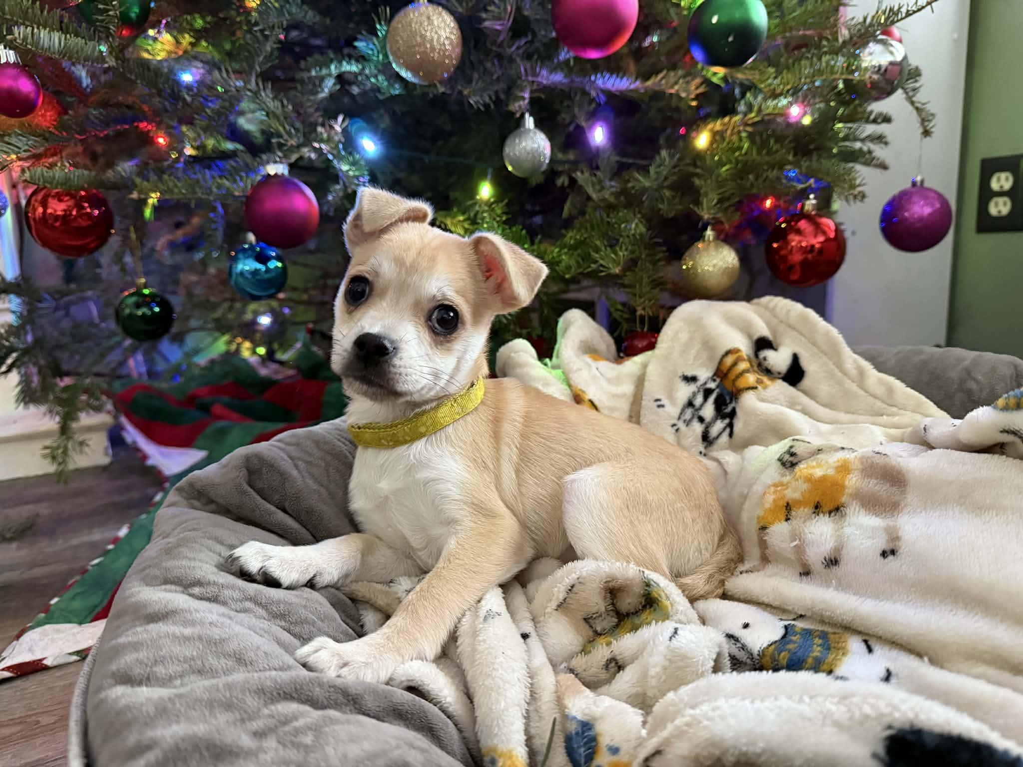 Enlarge Kris, a ADOPTABLE mixed breed in South Saint Paul, MN image 3/4