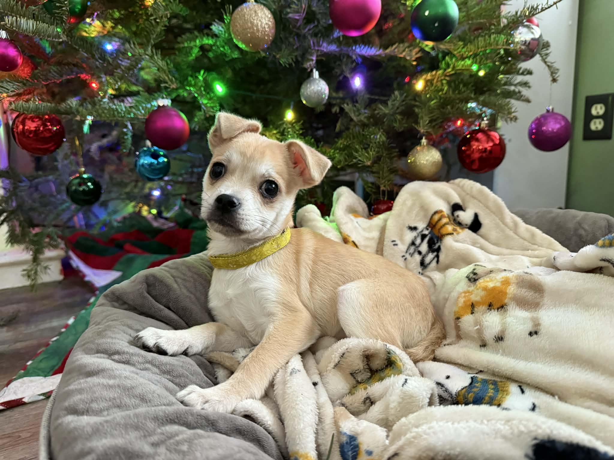 Enlarge Kris, a ADOPTABLE mixed breed in South Saint Paul, MN image 2/4