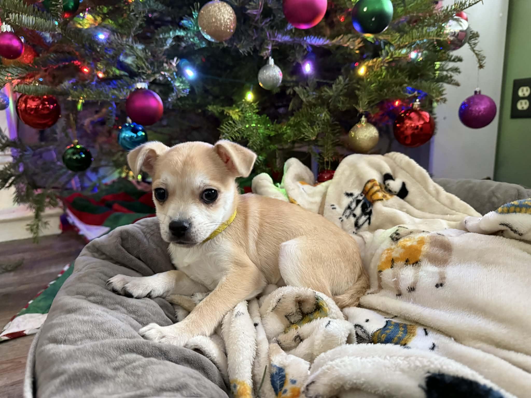 Enlarge Kris, a ADOPTABLE mixed breed in South Saint Paul, MN image 4/4