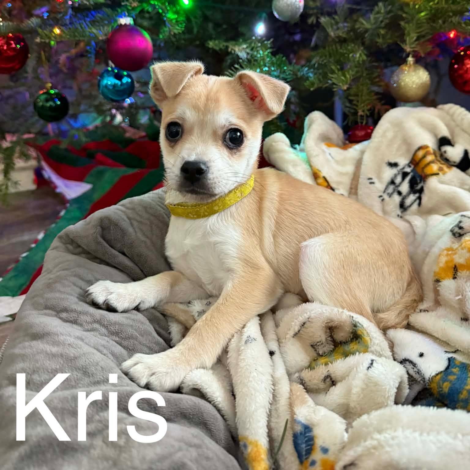 Enlarge Kris, a ADOPTABLE mixed breed in South Saint Paul, MN image 1/4