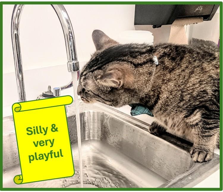 CANE, Adoptable, Young Male Domestic Short Hair.