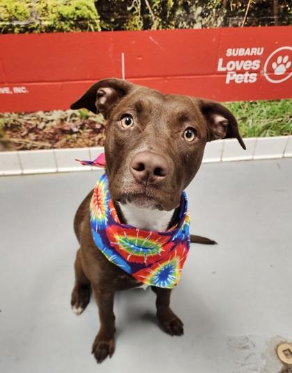 Minnie, a Adoptable Labrador Retriever in Lafayette, IN image 1/2
