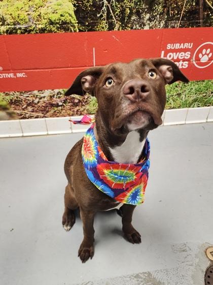 Minnie, a Adoptable Labrador Retriever in Lafayette, IN image 2/2