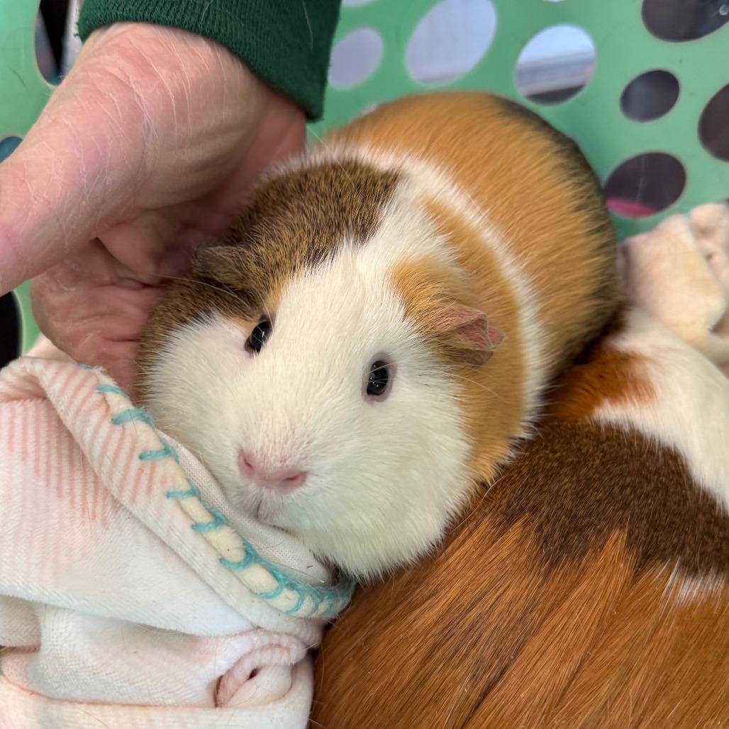 Pixie, a Adoptable Guinea Pig in Asheville, NC image 1/4