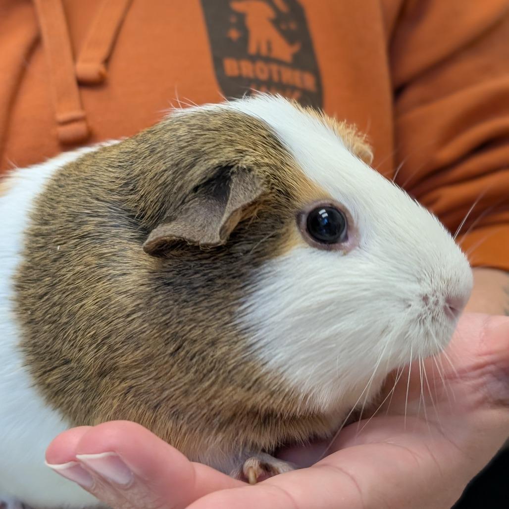 Pixie, a Adoptable Guinea Pig in Asheville, NC image 2/4