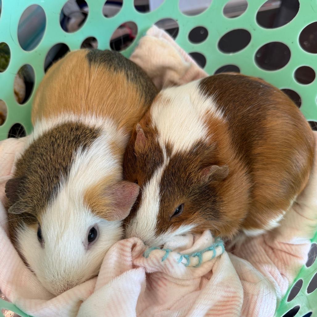 Pixie, a Adoptable Guinea Pig in Asheville, NC image 3/4