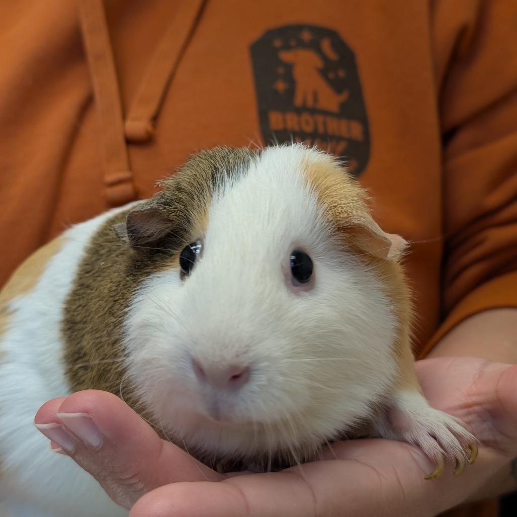 Pixie, a Adoptable Guinea Pig in Asheville, NC image 4/4