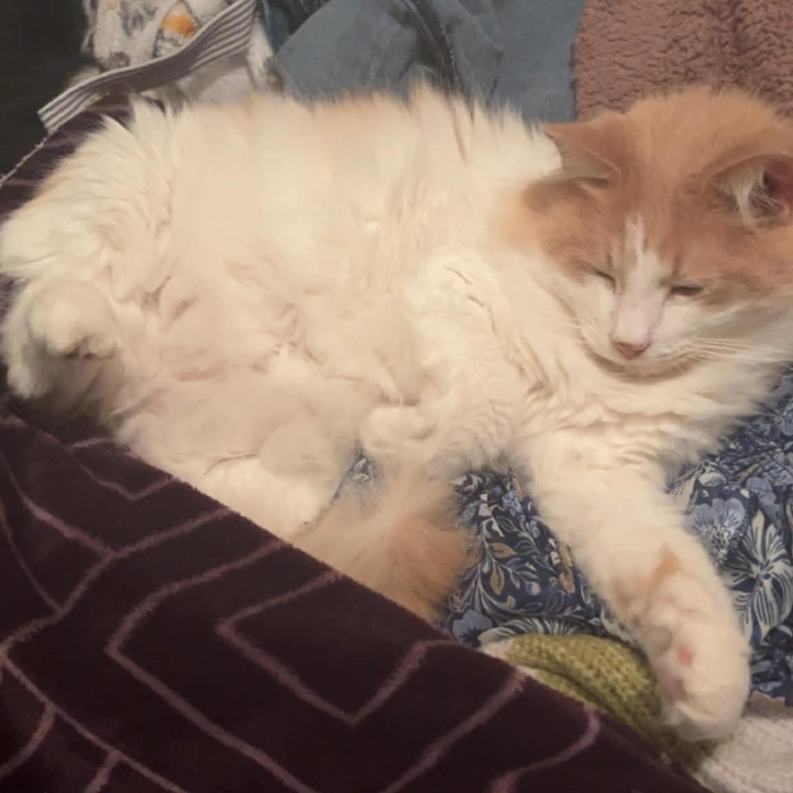 Cake, adopted, Young Male Domestic Long Hair.