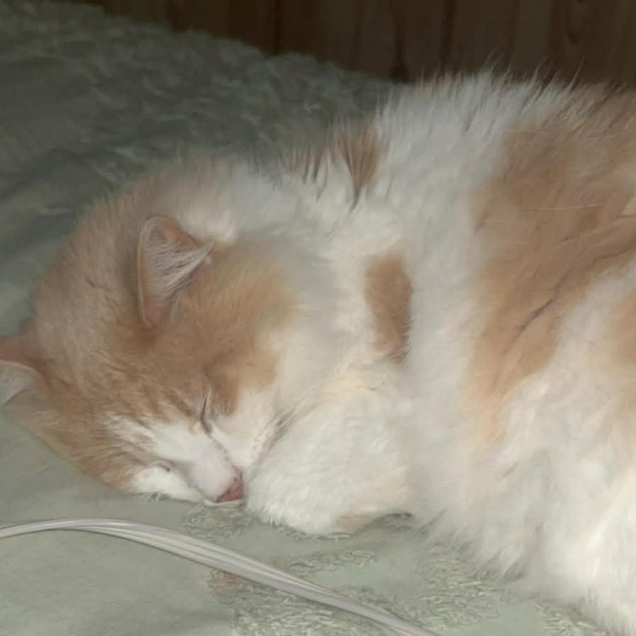 Cake, an adopted Domestic Long Hair in Johnson City, TN image 2/2